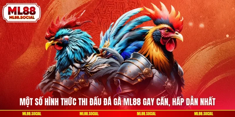 Một số hình thức thi đấu đá gà ML88 gay cấn, hấp dẫn nhất