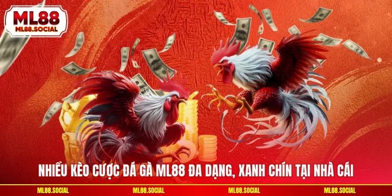 Nhiều kèo cược đá gà ML88 đa dạng, xanh chín tại nhà cái